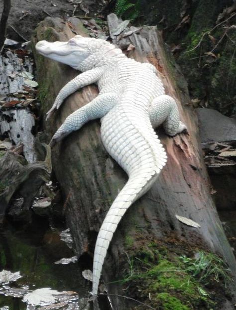 Albino Alligator, Rare Albino Animals, White Alligator, Popular Images, Albino Animals, Cute Reptiles, Rare Animals, White Sea, Haiwan Peliharaan