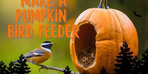 How to Make a Pumpkin Bird Feeder Pumpkin Bird Feeder, Diy Autumn Decor, Pumpkin Bird, Pumpkin Carving Tools, Leftover Pumpkin, Senior Center, Different Birds, Backyard Landscape, Ways To Recycle