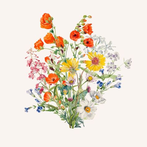 Colorful wildflower bouquet flower, botanical illustration | premium image by rawpixel.com / ton Bouquet Of Wildflowers Drawing, Watercolor Wildflower Bouquet, Wildflower Bouquet Illustration, Vintage Wild Flowers Illustration, Poppy Illustration, Spring Border, Wildflower Meadow Illustration, Flower Poppy, Watercolor Flower Background