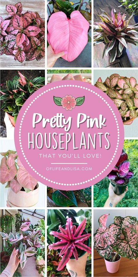 15 BEST Naturally Pink Houseplants You'll Love - Of Life and Lisa Plants With Pink Flowers, Apartment Plants, Inside Plants, Growing Plants Indoors, Pink Plant, House Plants Decor, Colorful Plants, House Plants Indoor, Pretty Plants