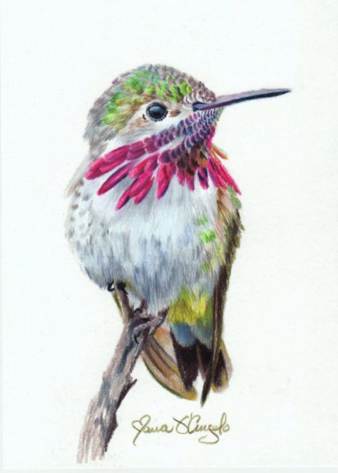 hummingbird - caliope Hummingbird Art Drawing, Hummingbird Illustration, Hummingbird Drawing, Realistic Animal Drawings, Watercolor Hummingbird, Hummingbird Painting, D Angelo, Hummingbird Art, Pastel Portraits