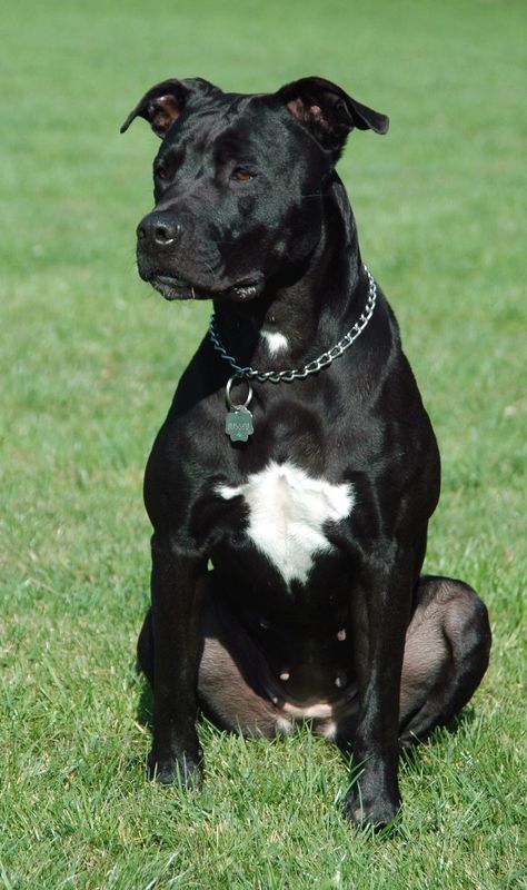 Black Pitbull Puppies, Pitbull Mix Puppies, Cute Pitbulls, Pitbull Dog Breed, Black Pitbull, Staffy Dog, Dog Crossbreeds, Bully Breeds Dogs, Labrador Mix