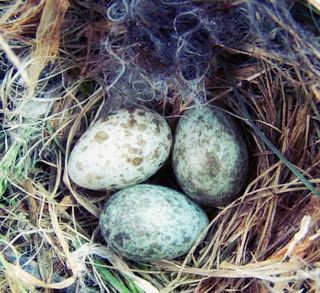 Sparrows in Witchcraft Bird Egg Identification, House Sparrow Nest, Bluebird Nest, Baby Sparrow, Sparrow Nest, Birds Eggs, Backyard Birds Sanctuary, Diego Brando, Birds Nests