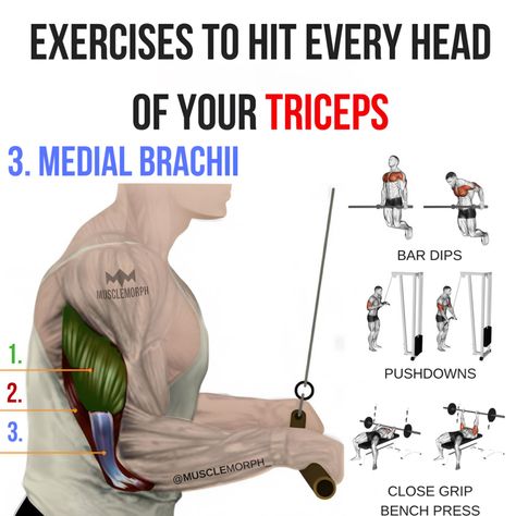 is the "inside tricep," or better described as the "middle tricep," located at the bottom center of the posterior upper arm. The medial head attaches to the humerus, as does the lateral head, but at a lower point. It is also the only tricep head that has a higher ratio of slow twitch muscle fibers, which makes it an endurance muscle head. Overall, it plays an important role in elbow extension, with and without resistance. Anatomical Terminology, Tricep Workouts, Tricep Exercises, Tricep Workout, Arms Workout, Muscle Anatomy, Biceps And Triceps, Training Motivation, Gym Routine