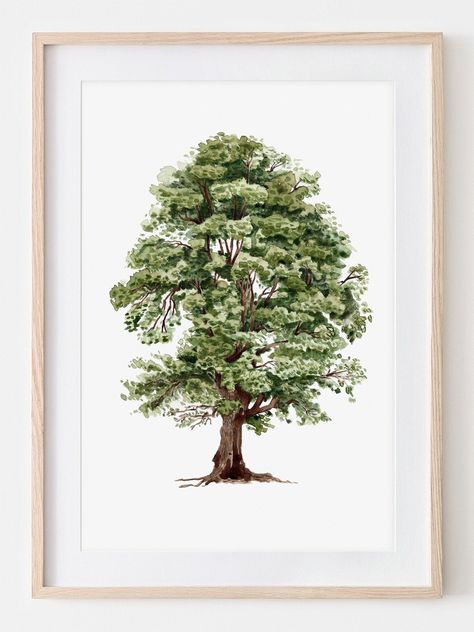 This is a wonderful reproduction of my traditional work. This linden tree was drawn by me, i.e. by human hand. The original was created using mixed media, watercolor and colored pencil on Hahnemühle paper. This reproduction is absolutely comparable to the original drawing and was produced by me, to the highest standards. The art print is printed especially for you on 270 g/m2 Fine Art paper from Hahnemühlen. The quality of the paper is pH-neutral, free of woody fibers and meets all photo and arc Tree Drawings Pencil Color, Linden Tree Drawing, Trees Drawing, Drawing Tree, Tree Drawings Pencil, Tree Poster, Linden Tree, Plum Tree, Illustration Botanique