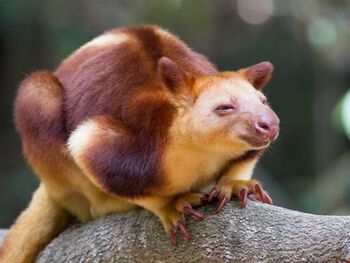 Tree Kangaroo, Animal Reference, Wild Creatures, Unusual Animals, Rare Animals, Australian Animals, New Guinea, Animal Sketches, Animals Of The World