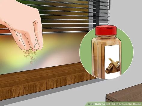 How To Repel Ants In House, Remedy For Ants In House, How To Get Rid Of Anys In The House, How To Get Ride Of Ants In Your House, Home Remedy To Get Rid Of Ants, Ants In House Get Rid Of Pet Safe, Ants In Kitchen Get Rid Of, Ant Removal Indoors, Ant Remedy Diy How To Get Rid