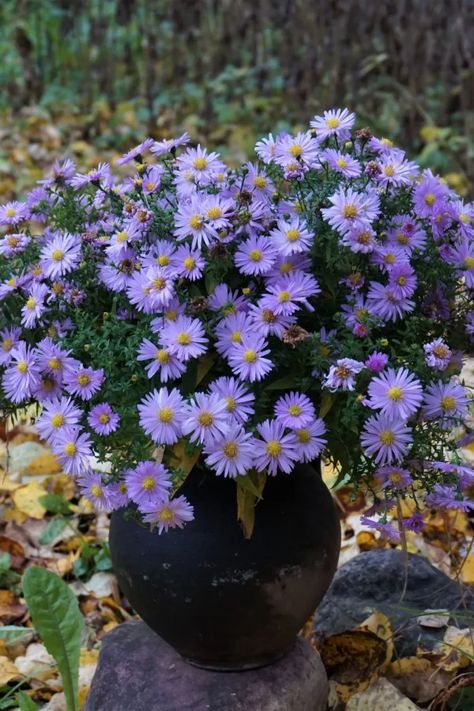 Growing Asters - The Perfect Perennial Plant For Big Fall Color! Fall Displays, Seed Starters, Fall Patio, Ornamental Cabbage, Sensitive Plant, Balloon Flowers, Fall Color, Potting Soil, Perennial Plants