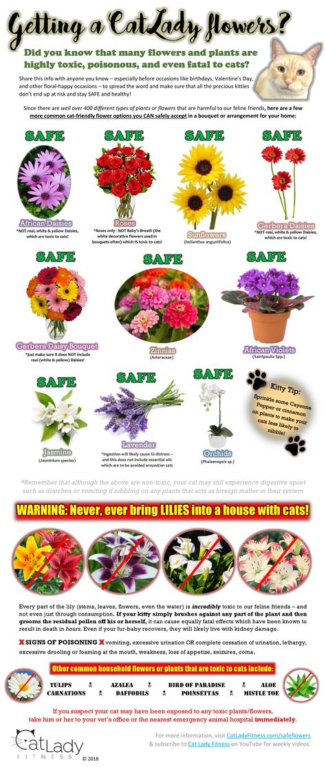 What flowers WON’T kill your cat? [INFOGRAPHIC] – CAT LADY FITNESS – Apparel by Puppy the Cat Cat Safe Flower Arrangements, Cat Safe Bouquet, Cat Friendly Flowers, Flowers Safe For Cats, Cat Safe House Plants, Elsa Snowflake, Houseplants Safe For Cats, Safe House Plants, Catio Ideas