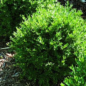 Get the Look: English Cottage Garden (Zone: 3 - 7) Boxwoods Along Driveway, Hamptons Landscaping, Green Mountain Boxwood, Courtyard Entrance, Boxwood Landscaping, Front Landscape, Box Wood Shrub, Boxwood Balls, Plant Tips