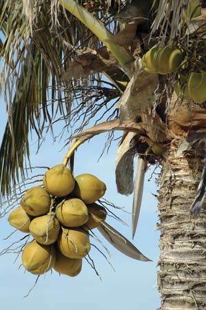 Food Photography Fruit, Hazelnut Tree, Giant Vegetable, Coconut Palm Tree, Fruit Photography, Coconut Palm, Tree Photography, Orange Tree, Coconut Tree