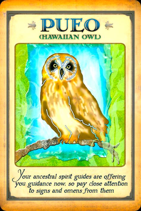 Animal Oracle Cards, Animal Totem Spirit Guides, Totem Animals, Animal Spirit Guide, Animal Spirit Guides, Angel Guide, Animal Medicine, Oracle Card Reading, Animal Guides