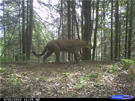 Cougar spotted in southern Marquette County, Michigan. I have seen one in Ishpeming Twp back in 1985! Trail Cam, Marquette Michigan, Michigan Girl, Michigan Travel, State Of Michigan, Mountain Lion, Upper Peninsula, Pure Michigan, Northern Michigan