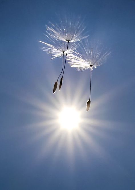 ♥ Dandelion Wishes, Blowing In The Wind, Soyut Sanat Tabloları, Foto Tips, Trik Fotografi, Jolie Photo, Garden Cottage, Pics Art, Make A Wish