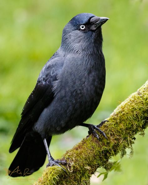 Western, Eurasian or European Jackdaw - across Europe, W. Asia & N. Africa Colour Tattoos, Birds Pictures, Bird Images, Visual Archive, Raven Bird, Jackdaw, Crows Ravens, Woodpeckers, Nature Birds