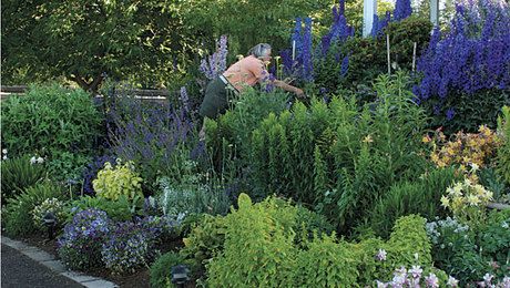 The Best Plants for Sunny Borders - FineGardening Garden Ideas Diy Cheap, Low Maintenance Landscaping Front Yard, Aesthetic Header, Video Garden, Landscaping Front Yard, Best Flowers, Garden Ideas Cheap, Garden Design Layout, Cicely Mary Barker