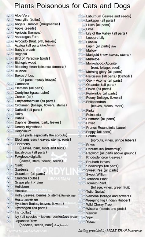 VERY important, especially if you get/have a puppy or kitten: My husband an I almost "lost our 11 mo old Siberian, Seska to *Daff. bulbs! -*What plants are poisonous to cats and dogs?- Working Dog, Yellow Dog, Poisonous Plants, Dog Info, Pet Hacks, Diy Dog, Cat Facts, Cat Health, Pet Safe