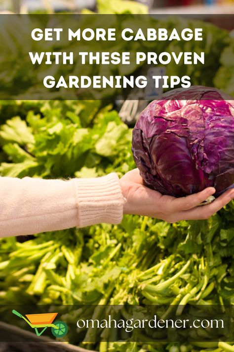 If you want to grow a successful cabbage crop, you need to follow these 11 gardening tips. From starting your seeds indoors to pruning your plants, this guide covers all the essentials for maximizing your cabbage yield. Growing Cabbage, Diy Fertilizer, Banana Water, Cabbage Plant, Permaculture Principles, Kitchen Scraps, Flavorful Vegetables, Yard Waste, Living Walls