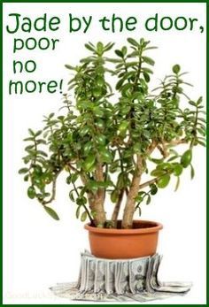 Jade Plant Money Plant Feng Shui Plants, Fen Shui, How To Feng Shui Your Home, Feng Shui Living Room, Lucky Plant, Jade Plant, Plants Quotes, Plant Care Houseplant, Feng Shui Decor