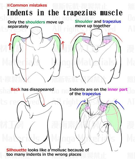 Shoulder Anatomy, Female Anatomy Reference, Drawing Instructions, Anatomy Tutorial, Female Torso, Human Anatomy Drawing, Body Drawing Tutorial, Anatomy Sketches, Anatomy For Artists