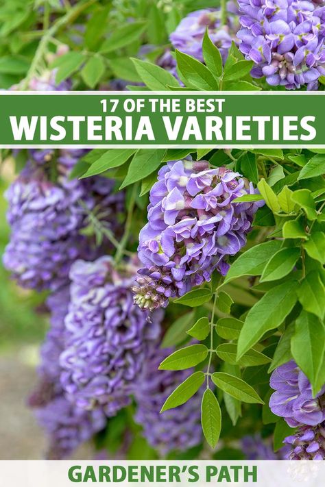 Wisterias come in a range of exciting varieties, including native types that won’t become invasive. They can have white, pink, lavender, or blue blossoms. Some bloom once, and others return for a second flush later in the year. Discover 17 of the best options now on Gardener’s Path. #wisteria #flowers #gardenerspath Wisteria Trellis, American Wisteria, Pink Wisteria, Chinese Wisteria, Wisteria Plant, Wild Foraging, Wisteria Flowers, Wisteria Tree, Vegetable Benefits