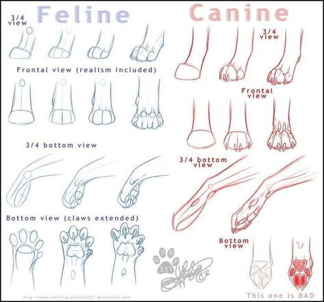 Illustration Guide, Feline Anatomy, Cat And Dog Drawing, Draw Cats, Paw Drawing, Cat Drawing Tutorial, Cat Anatomy, Drawing Guides, Good Art