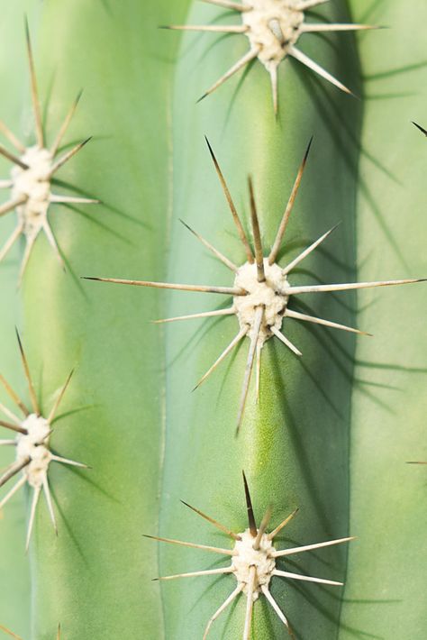 Urban Jungle Bloggers: Botanical Zoom   by @joelix Cactus Texture, Plant Jungle, Cactus Pictures, Living In France, Cactus Photography, Cactus Drawing, Trippy Designs, Nature Pattern, Plants Are Friends