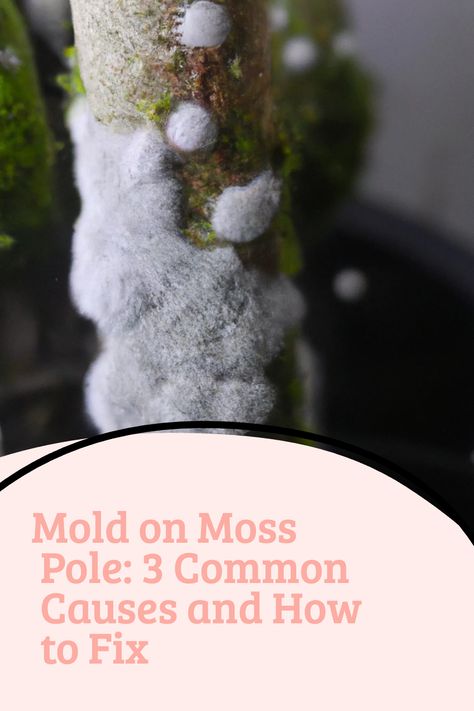 Battling with mold on moss pole? Our guide offers the best tips for identifying, preventing, and treating mold so your plants can remain lush and healthy! Baby Garden Ideas, Diy Moss Pole, Moss Pole, Philodendron Plant, Copper Diy, Plant Diseases, Indoor Gardens, Mold Remover, Gardening Gloves