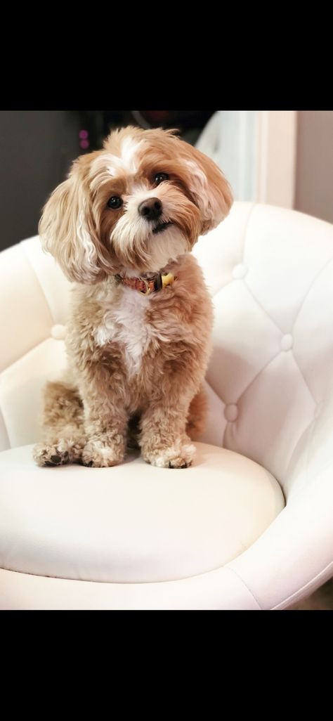 Shipoo Haircut Styles, Shitzu Poodle Haircuts, Shi Poo Dog, Shitzu Poodle Mix Puppies, Shih Poo Full Grown, Shipoo Dog Haircuts, Shitzu Puppies Haircuts, Shihpoo Grooming Styles, Shih Poo Haircuts