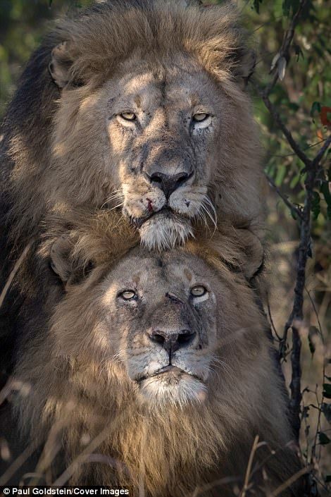 Lion Couple, Lion Photography, Africa Wildlife, Lion Love, Black Lion, Lion Images, Male Lion, Masai Mara, Animal Behavior