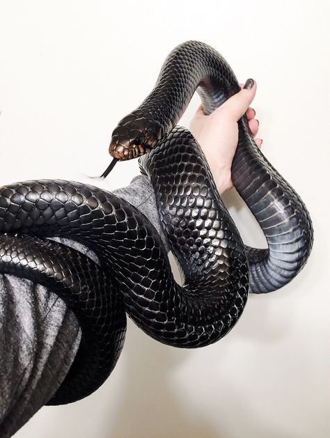 Cute Reptiles, Cute Snake, Beautiful Snakes, Reptile Snakes, Pet Snake, By Any Means Necessary, Slytherin Aesthetic, Black Snake, Reptiles And Amphibians