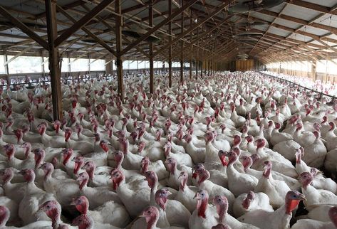 Animal Agriculture Costs More In Health Damage Than It Contributes To The Economy Turkey Farm, Animal Agriculture, Thanksgiving Images, Shocking Facts, Live Animals, Environmental Damage, Power Plant, Thanksgiving Turkey, Pollution