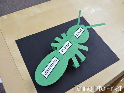 Parts Of An Insect, Insects Kindergarten, Mini Beasts, Insect Unit, Insects Preschool, Bugs Preschool, Insect Activities, Compare Contrast, Insect Crafts