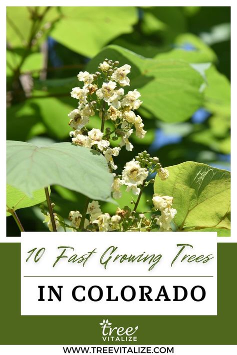 10 Fast Growing Trees in Colorado (That Will Thrive) Best Shade Trees, Growing Trees, Plant Zones, Fast Growing Trees, Fast Growing Plants, Shade Trees, Home Landscaping, Maple Tree, Growing Tree