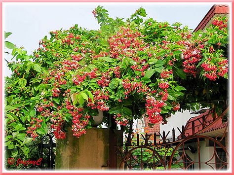 Rangoon Creeper  Combretum indicum melbourne beach vero cocoa indian harbour  florida brevard nursery Rangoon Creeper Trellis, Rangoon Creeper, Rose Creeper Plant, Tropical Creeper Plants, Trumpet Creeper, Flowering Creepers, Climbing Plants Trellis, Creepers Plants, Trees For Front Yard