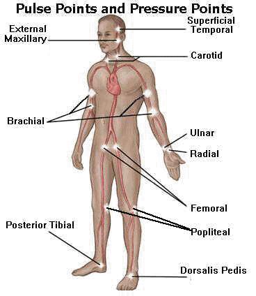 Pulse points are good places to put essential oils. Sinus Polyps, How To Become Healthy, Chakra Chart, Human Body Organs, Sinus Headache, Nursing Books, Nasal Passages, Nurse Stuff, Pulse Points