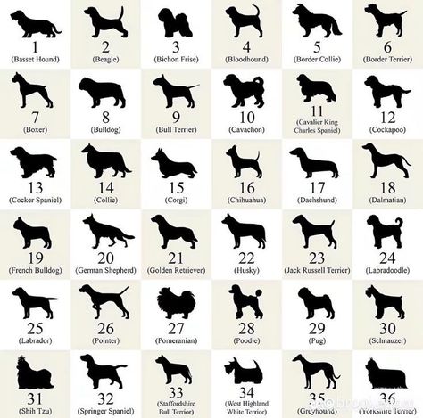 Dog Number Trend, Dog Chart, Dog Bread, All Types Of Dogs, Dog Breeds List, Wallpaper Themes, Dog List, Dog Facts, Hair Balayage