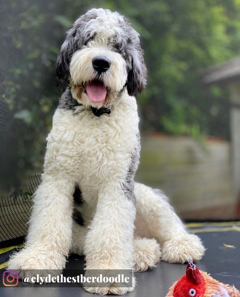 St Bernard Poodle Mix Dogs, Saintberdoodle Puppies, Sheepadoodle Grooming, Saint Bernard Poodle, Saint Berdoodle, Doodle Cuts, St Berdoodle, Poodle Mix Breeds, Poodle Mix Puppies