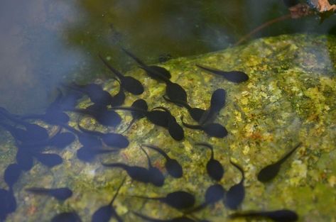 Tadpole Life Cycle, Baby Animal Names, Mosquito Larvae, Growing Crystals, American Bull, Aquatic Ecosystem, Extinct Animals, Types Of Animals, Art Challenge