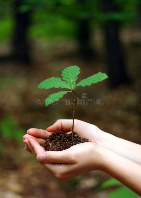 Young oak tree. Oak tree sapling - holding in hands , #Ad, #tree, #oak, #Young, #Oak, #hands #ad Oak Sapling, Wallpaper Frases, Winter Curtains, Art Recipes, Ozone Depletion, Colors Pictures, Recipes Vintage, Noni Fruit, Hibiscus Plant