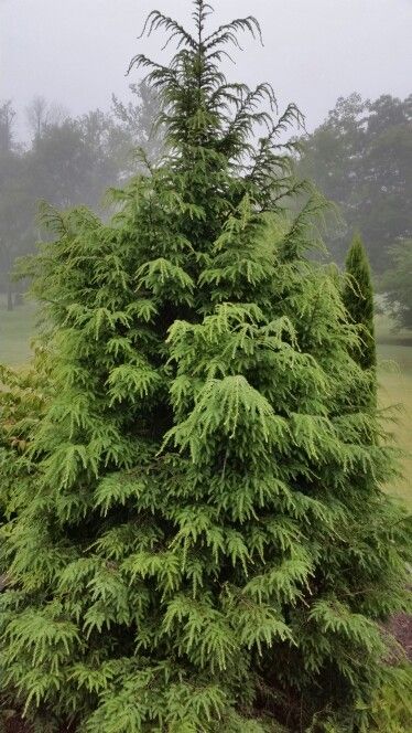 Hemlock trees Droopy Pine Tree, Hemlock Tree, Landscape Boarders, Evergreen Garden, Painting The Roses Red, Cedar Trees, Red Brick House, Garden Shrubs, Lake Landscape