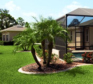 palm Pygmy Date Palm, Florida Palm Trees, Palm Trees Landscaping, Front Yards Curb Appeal, Indoor Palms, Florida Landscaping, Florida Plants, Date Palm, Florida Gardening