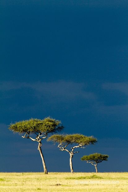 African Tree, Acacia Tree, Landscape Photography Tips, Nature Tree, Africa Travel, Giraffes, Beautiful Tree, Nature Pictures, Nature Photos