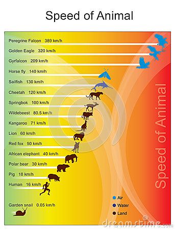 The fastest land animal is the cheetah which has a recorded speed Earth Science Lessons, Student Resume Template, True Interesting Facts, Gk Questions And Answers, Gk Knowledge, The Cheetah, General Knowledge Book, Animal Science, Learn Facts