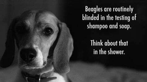 Petition · Please, help animals toward a better life. Stop testing on animals. · Change.org Stop Animal Testing, Animal Liberation, Stop Animal Cruelty, Animal Advocacy, Cruelty Free Beauty, Environmentally Conscious, Animal Welfare, Animal Rights, Going Vegan