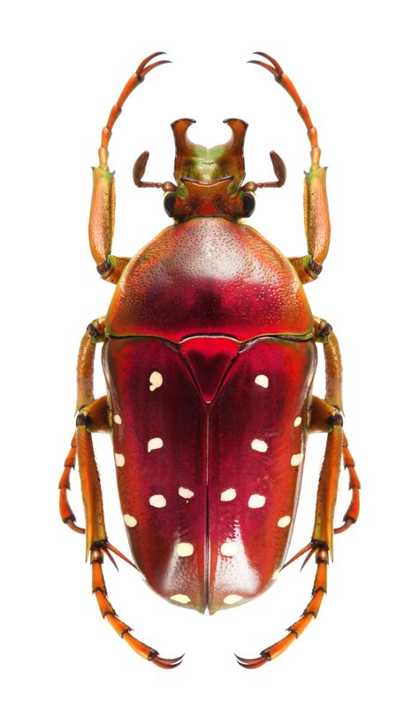 Stephanorrhina adelphi Beetle Reference Photo, Scarab Beetle Photography, Red Beetle Insect, Pink Spotted Lady Beetle, Red Insects, Red Beetle, Beetle Art, Bug Collection, Beetle Insect