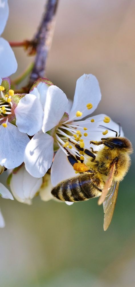 Bee Flowers, Bee Artwork, Aesthetic Health, Tattoo Health, Bee Pictures, Bee Drawing, Insect Photography, Bee Photo, Bees And Wasps