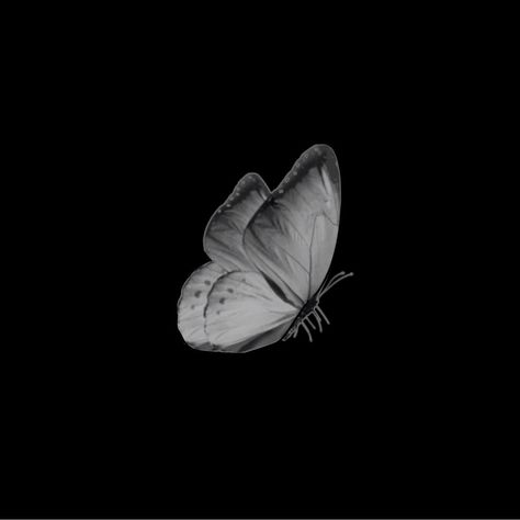 Butterfly Profile Picture, Black Butterflies Aesthetic, Wallpapers Butterfly, Butterfly Profile, Watermark Ideas, Butterfly Black And White, Black Instagram, Black Colour Background, Butterfly Art Painting