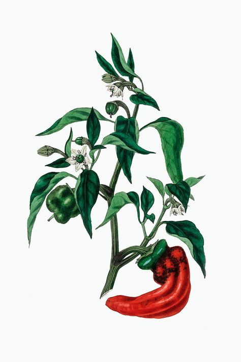 Chili Plant, Pepper Plant, Sketch Free, Capsicum Annuum, Plant Vector, Watercolor Fruit, Pepper Plants, Vintage Fruit, Plant Drawing