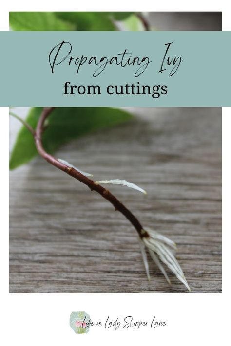 small white roots growing from the stem/cutting of an ivy plant How To Propagate Ivy, Propagate Ivy, English Ivy Propagation, How To Propagate English Ivy, English Ivy Propagation In Water, Common Ivy, Types Of Ivy Houseplants, Boston Ivy, English Ivy